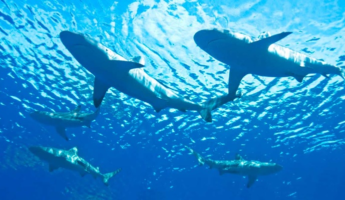 Cerca de 50 tiburones captados a 200 metros playas Long Island visitan dominicanos
